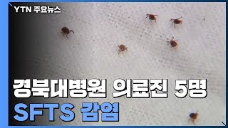 경북대병원 의료진 5명 SFTS 양성...\