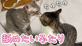 毛繕いの権利をめぐってケンカしちゃう、仲良すぎる姉弟猫がかわいい／Cats who want to groom