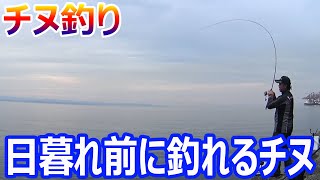 ２枚潮３枚潮を攻略してチヌを釣っていきます