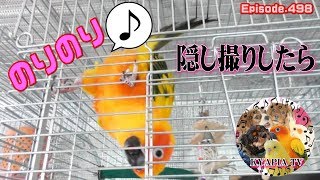 お喋りが得意でない種のインコがノリノリで喋るのが判明♪面白い可愛いコガネメキシコインコCute\u0026Funny talking sun conure