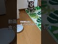 食いしん坊 *´﹃｀* 可愛い チワワ animal あんこ 🐶 犬のいる暮らし お弁当 おやつ dog