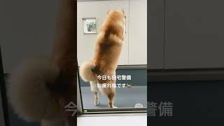 【最前線の警備員🚨】柴犬さーち 【Frontline security guard】#shorts