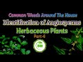 Common weeds identification || Herbaceous Plants || Part-6 #weeds #plantidentification #plants