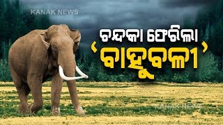 Wild Elephant Which Created Terror Finally Chased To Chandaka Forest