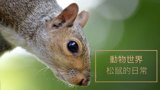 Little Squirrel: The Squirrel of the Animal World (Cute squirrel)