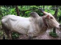 majestic amrit mahal bull kerala racing bull not for sale