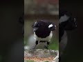 Magpie landing