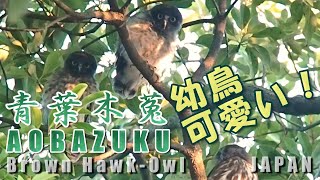 【野鳥観察】巣立ち直後のアオバズク幼鳥＜残念ながら最終年＞７月下旬～８月中旬 brown hawk owl /Northern boobook/Ninox japonica 神奈川県平塚市