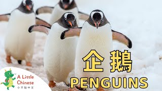 All About Penguins in Traditional Chinese with Zhuyin 企鵝 | Learn Chinese for Kids \u0026 Toddlers