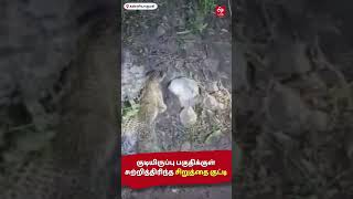 Leopard Cub | குடியிருப்பு பகுதிக்குள் சுற்றித்திரிந்த சிறுத்தை குட்டி ! | Kanniyakumari