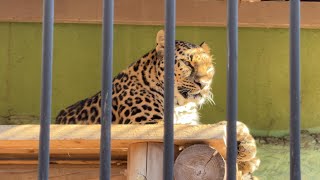 番外編 日向ぼっこするルナちゃん【‎2024年‎】【東武動物公園】アムールヒョウ