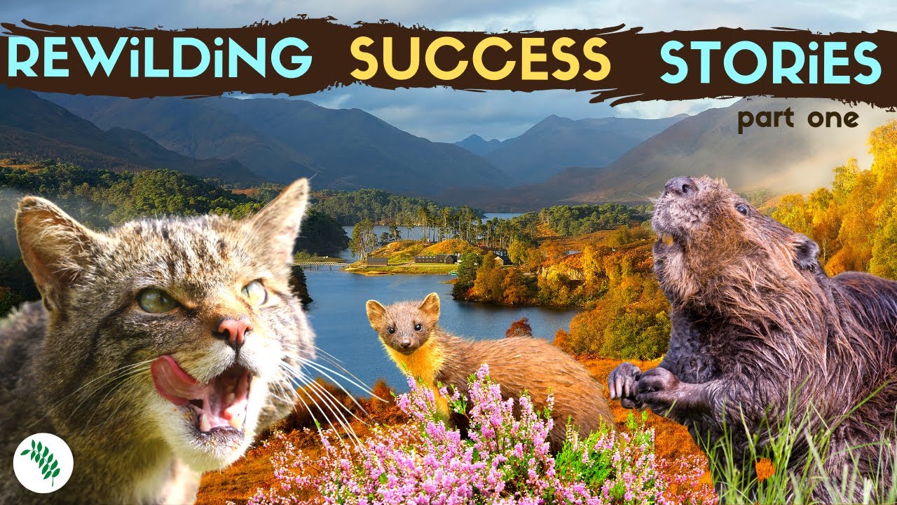 5 Successful Rewilding Britain Projects Youtube
