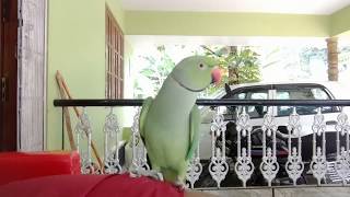 My Cute  Little Malayalam Talking Parrot കുഞ്ഞിക്കിളി(2012-2020) please watch🤩\u0026 Subscribe🥰my channel