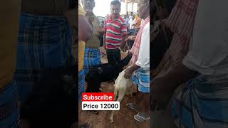 நல்லம்பள்ளி ஆட்டு சந்தை ll  செவ்வாய் ll  தர்மபுரி ll  #Goat Market#