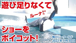 遊び足りないルーナちゃん、ショーをボイコット【2022年5月30日】Orcas at Kamogawa Sea World in Japan