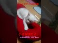 小さな眞白君？多分 笑 メインクーン cat 猫 shorts