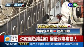 H5N2不斷變異 醫師憂禽傳人