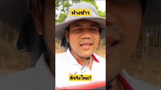 คลุมฟางข้าวรักษาความชื้น#ปลูกทุเรียน #เทคนิคการปลูกทุเรียน