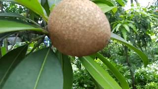 Sofeda fruit tree.সফেদা ফল গাছ।