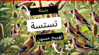 #حسون_خلوي 💥بتبتات و تستسات تفقد الحسون صوابه ، تحفيز من الدقيقة الأولى بتبتة حسون فتاكة 💥