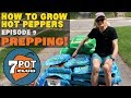 Prepping for Outdoor Hot Pepper Planting – Indoors and Out