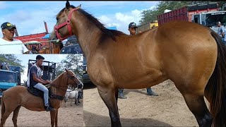 Feira de Cavalo os melhores cavalo de passada e cavalo de campo #cavalos