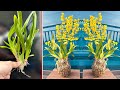 Growing Orchid Flower Oncidium yellow with Rock-Water. Discover SUPER IDEA Amazing Office