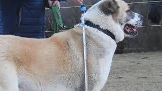 Óriás termetű kutya Közép Ázsiai Juhász.  - Giant Dog Central Asian Shepherd.