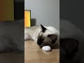 ラグドールのたぬきみたいな猫が眠すぎる🐱 cat kitten ragdoll アライグマ こねこ たぬき ねこ ラグドール ラグドール子猫 ねこのいる生活