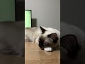 ラグドールのたぬきみたいな猫が眠すぎる🐱 cat kitten ragdoll アライグマ こねこ たぬき ねこ ラグドール ラグドール子猫 ねこのいる生活