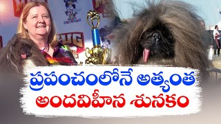 అత్యంత అందవికారమైన కుక్క | World's Ugliest Dog Competitions in California | 8-Yr Old Pekingese Dog