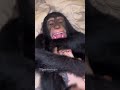 my baby chimpanzees loves to be tickled🥹🩷 animals chimpanzee monkey babychimpanzee cute