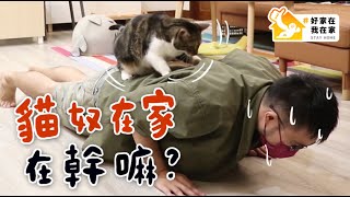 【黃阿瑪的後宮生活】貓奴在家在幹嘛？ #好家在我在家