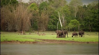 Kanha Tiger Reserve—[कान्हा नेशनल पार्क /कान्हा टाइगर रिजर्व के जंगल]—Hindi Informative Documentary