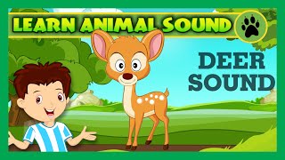 Animal Sound for Children | Deer Sound, Giraffe Sound and Dolphin Sound | Kids Hut