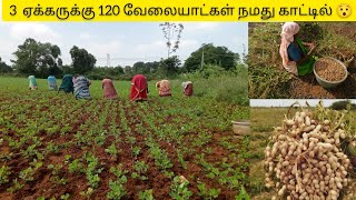 இரண்டரை ஏக்கருக்கு மொத்தம்120 ஆட்கள் வேலை/groundnut farming#groundnut#farming#agriculture