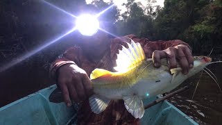 Menajur/Memancing Baung Mega