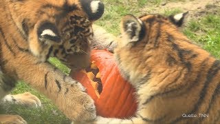 Tierische Halloween-Überraschung im Zoo Hannover