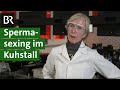 Spermasexing: Geschlechtsbestimmung beim Kalb - funktioniert das? | Doku Milchkuh | Unser Land | BR