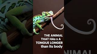 The Animal That Has a Tongue Longer than its Body !😳 #chameleon #animals #facts #nature #shorts