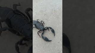 ខ្យាដំរីរត់លឿនណាស់ scorpion running #shortvideos #plaese #subscribe #mychannels #animals 🙂😊❤️🙏