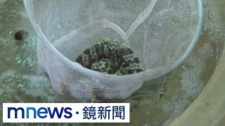 龍膽石斑擬銷日　「神經締處理」前置作業繁雜｜#鏡新聞