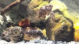 Coreoperca kawamebar, Japanese perch, Oyanirami | Japanese freshwater fish tank