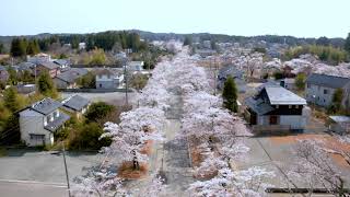 20200404／富岡町夜ノ森桜並木空撮