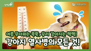 여름 무더위 강아지 열사병! 강아지 여름나기 준비? 영상 한 편으로 끝!｜본동물의료센터 [알려주개]