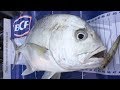 Noosa Topwater Action (Giant Trevally, Queenfish, Tailor) ~ Noosa River EP11