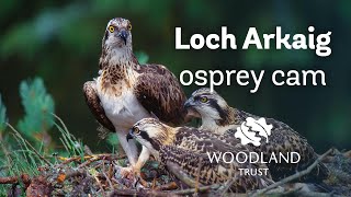 Female osprey arrives back at nest - Loch Arkaig Osprey Cam (2020)