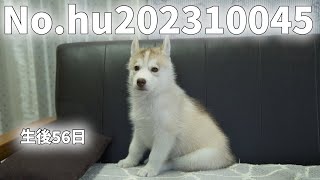 シベリアンハスキーの子犬販売  No.hu202310045  静岡県浜松市のブリーダー 2023年10月4日生  11月29日現在