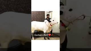 #beauty#home #qurbani#2k21#hj #cattlefarm#qurbanistatus #trendingshorts #fathejangi