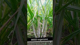 86032 sugercane plot 4months plot #treanding #86032  #sugercane  #shorts #short  #youtubeshorts